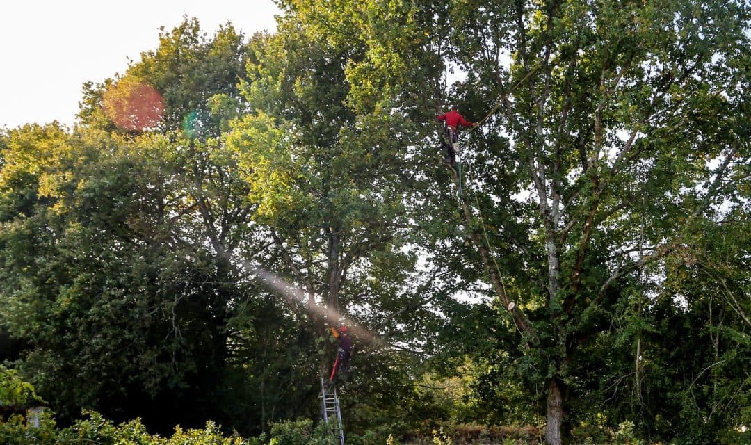 Certified arborist in safety gear and harness performing tree trimming services while secured in large tree canopy