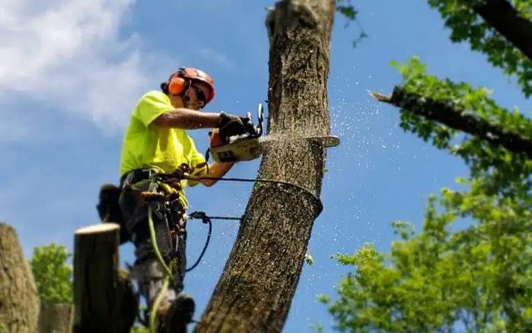 Professional arborist performing safe tree removal with chainsaw in Johnson City TN, wearing full safety gear including hard hat and high-visibility vest