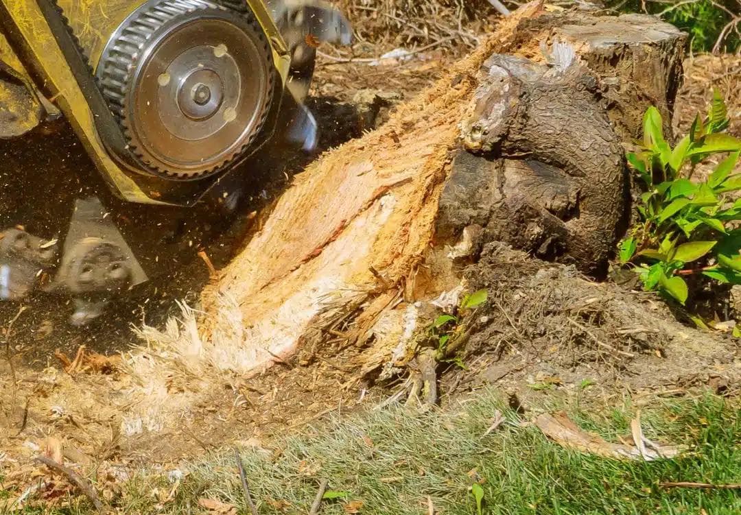 Close-up view of stump grinder cutting wheel actively grinding large tree stump into wood chips with fresh debris scattered on ground