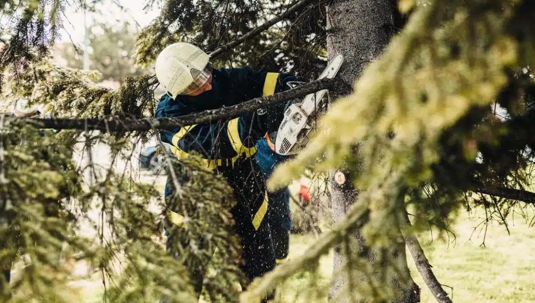 Professional arborist trimming tree with chainsaw in Johnson City TN wearing safety gear and helmet