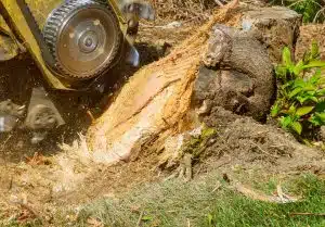 stump grinding services in Johnson City