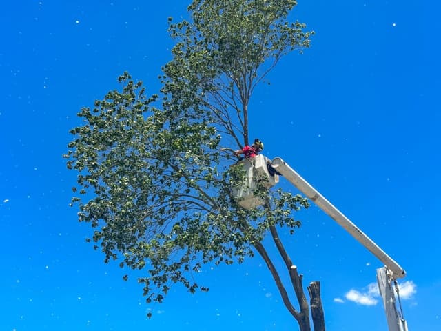 Certified arborist performing professional tree trimming and pruning services on mature trees in Johnson City, TN